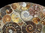 Plate Made Of Agatized Ammonite Fossils #51048-1